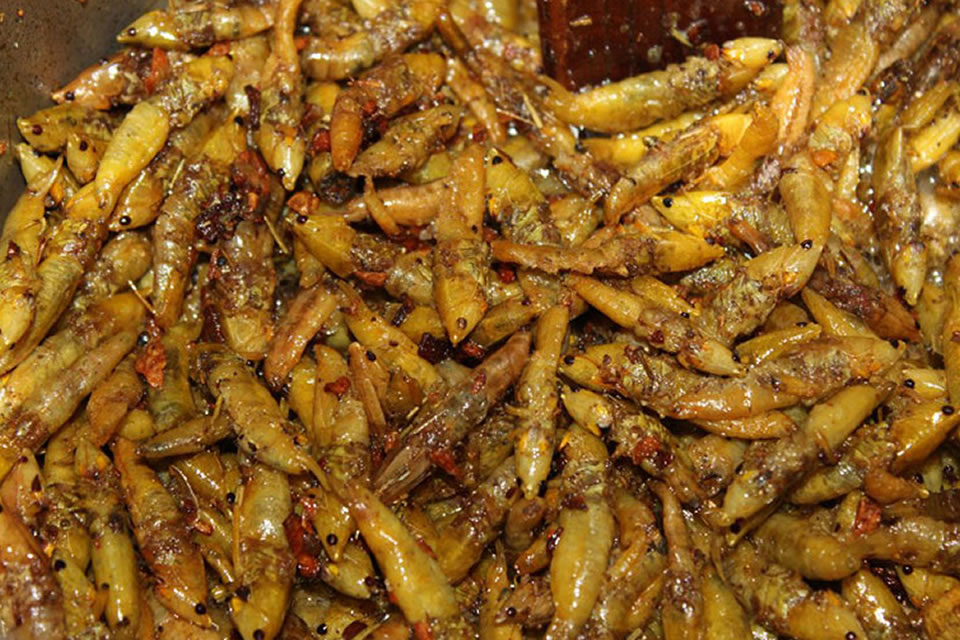 Nsenene (Grasshoppers)  – A Local Delicacy in Uganda