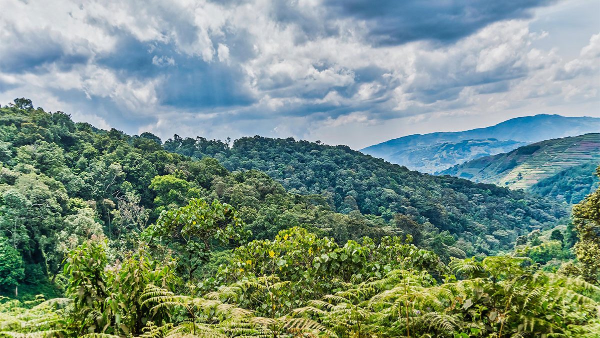 Bwindi Forest in Uganda